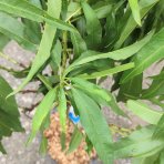 Mini nektárinka nízkokmenná (Prunus Nucipersica) ´RUBIS´® - stredne skorá, výška 40-60 cm, kont. C5L                        